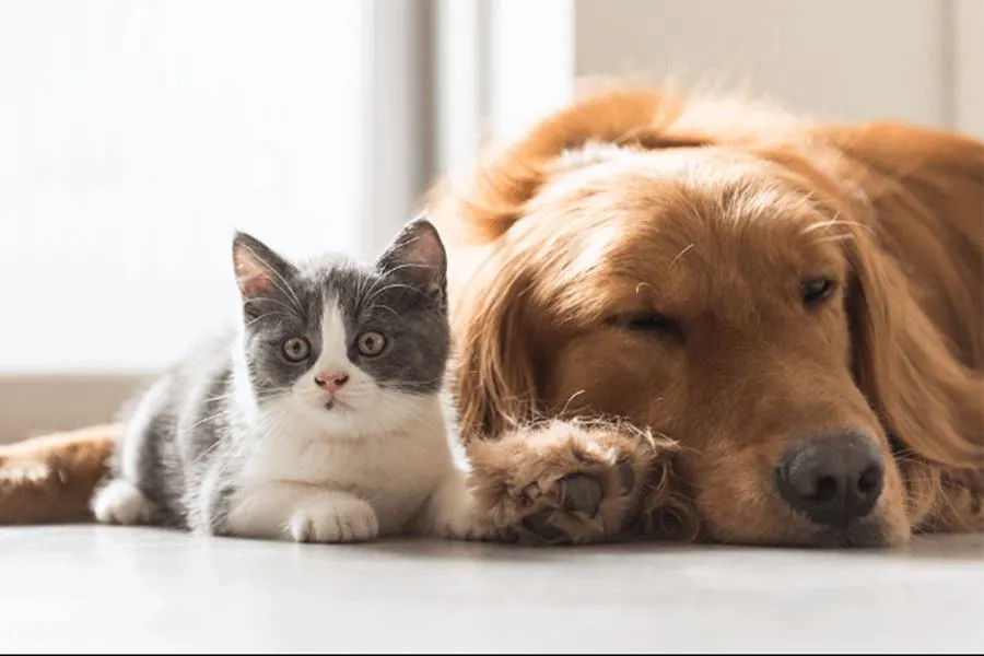 Animais domésticos terão número de identidade no Brasil em 2025