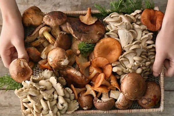 Curso de produção de cogumelos comestíveis será realizado na Reserva Uirapuru