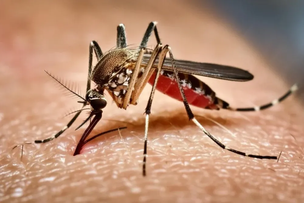 Casos de chikungunya voltam a subir enquanto os de zika diminuem na Bahia
