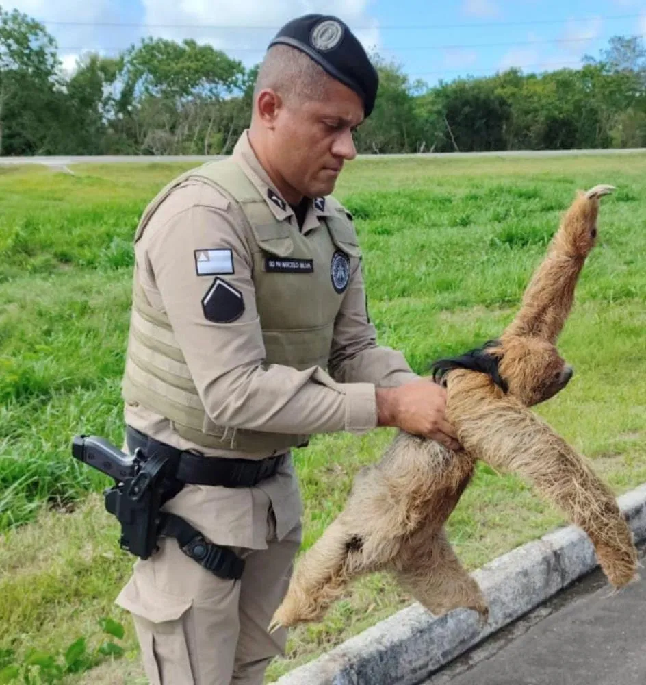Animal silvestre é resgatado pela Polícia Militar em Mata de São João