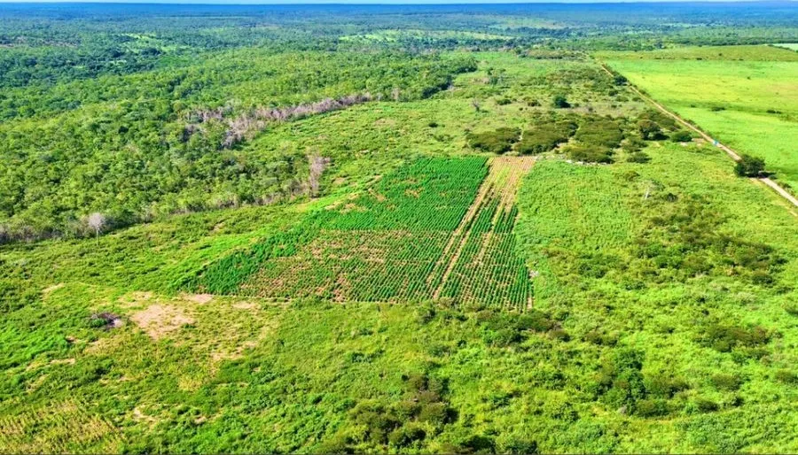 PM erradica 120 mil pés de maconha na divisa da Bahia com Piauí