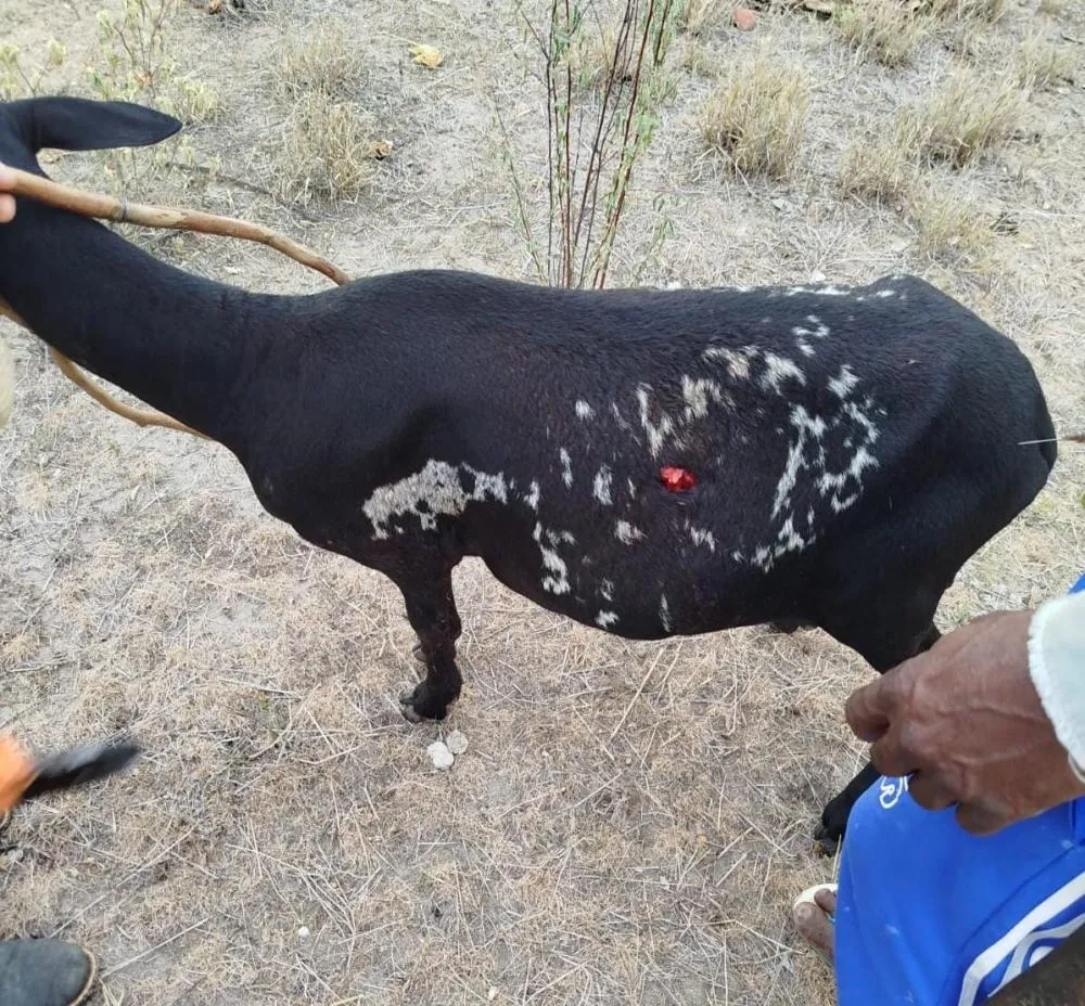 Deputado denuncia ataques de cães a rebanhos de caprinos e ovinos na Bahia