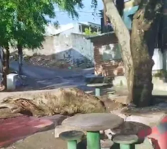 Após incidente Defesa Civil remove árvore em praça que por pouco atingiu rede elétrica 