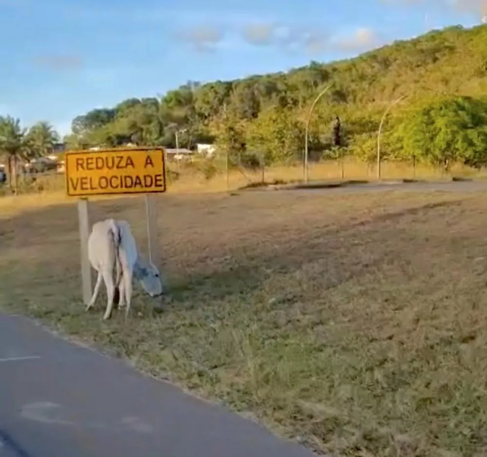 Animais soltos colocam motoristas em risco na BA-093 entre Mata e Dias d’Ávila