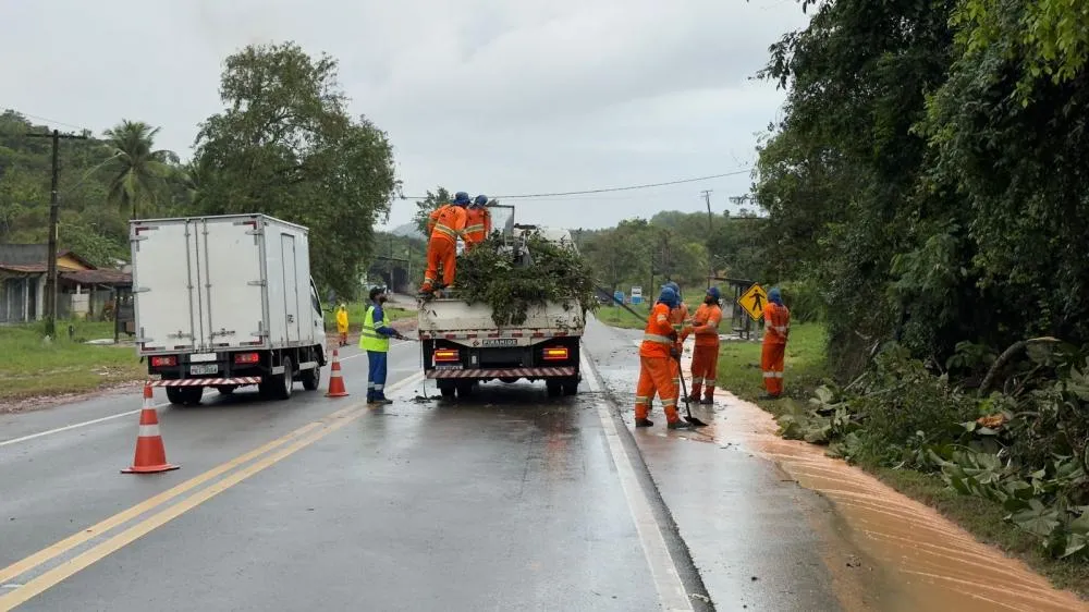 Chuva forte derruba árvore e interdita parcialmente trecho da BA-093