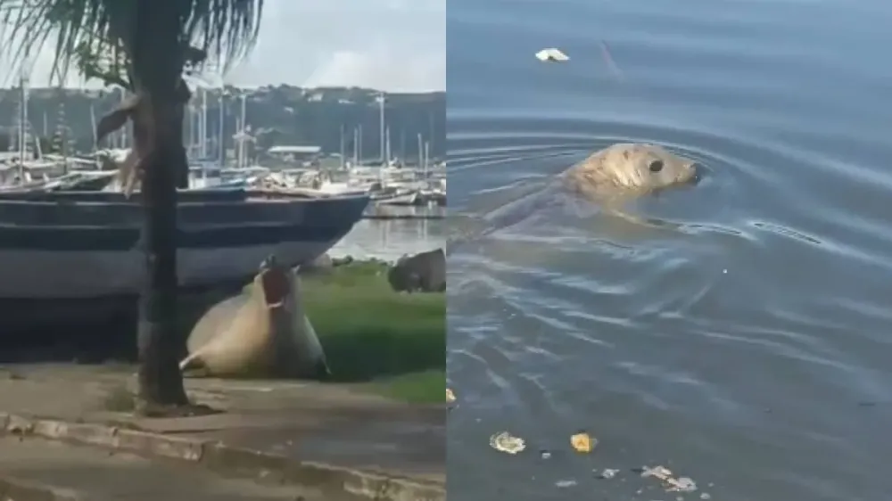 Leão-marinho é visto nadando em Salvador