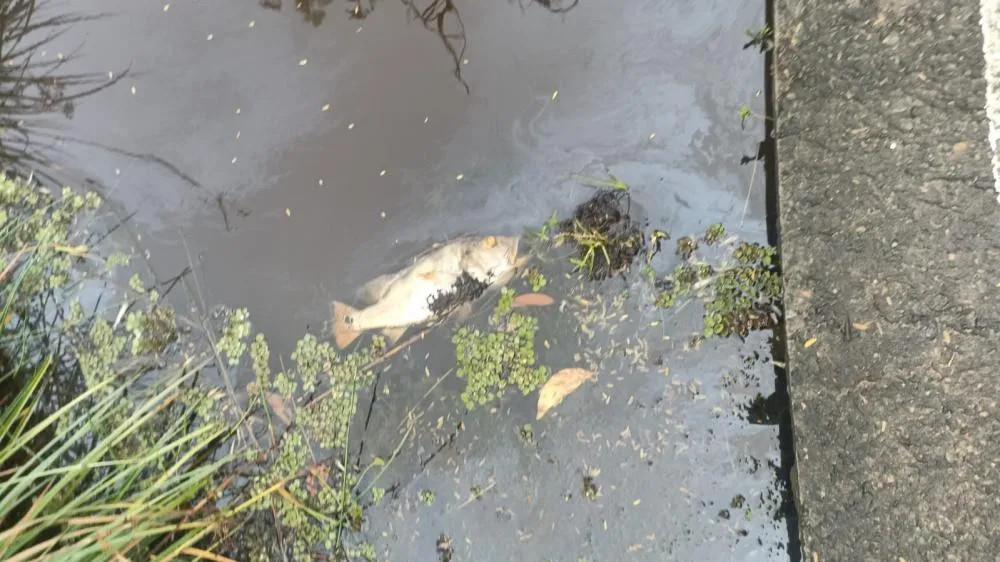 Mortalidade de peixes na lagoa Timeantube preocupa moradores; INEMA já foi notificado 
