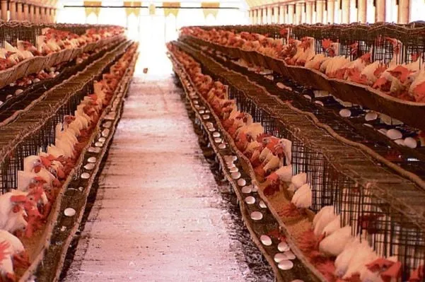 Argentina, China e UE suspendem compra de frango brasileiro após caso de gripe aviária
