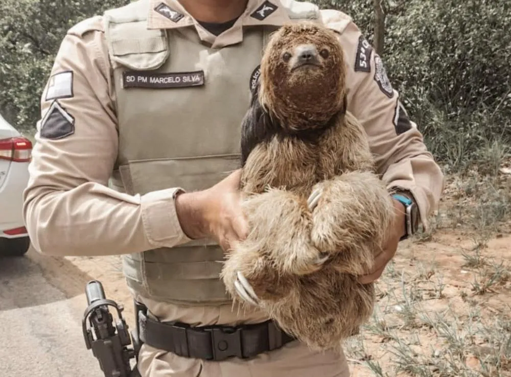 Animal silvestre é resgatado pela 53ª CIPM no litoral de Mata de São João