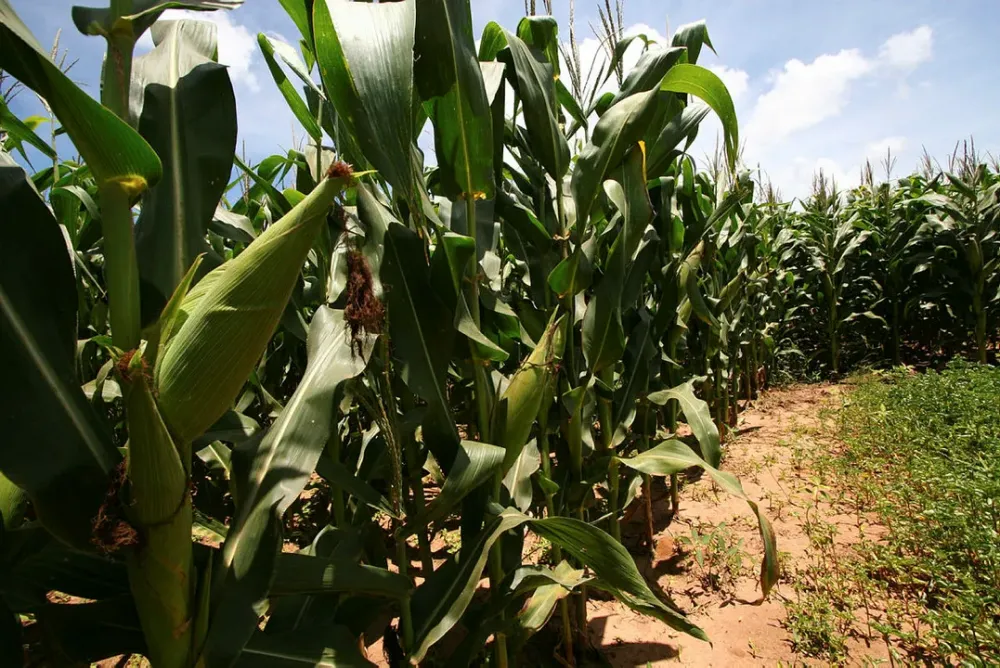 Preço do milho cai e pode baratear alimentos na Bahia