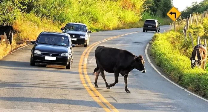 Animais soltos colocam em risco motoristas no entorno do Polo Industrial de Camaçari