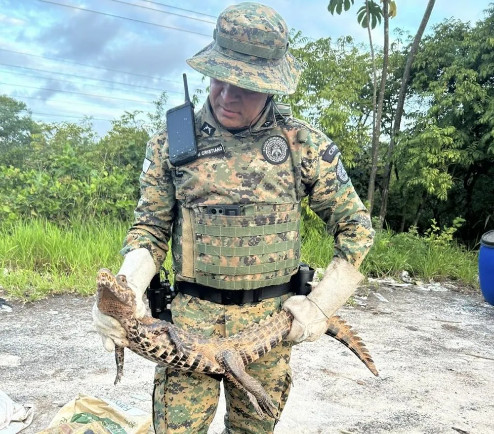 Jacaré-anão é resgatado pela PM no Povoado Fazenda Velha