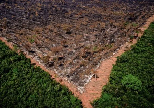 Bahia é o 4º estado com mais crimes ambientais registrados entre 2023 e 2024