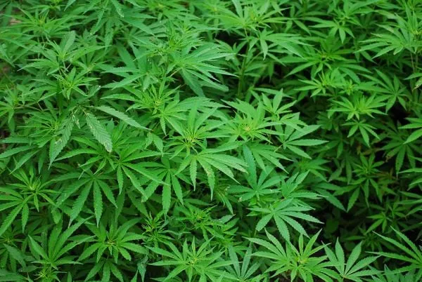 Bahia promulga lei que garante fornecimento gratuito de medicamentos à base de cannabis