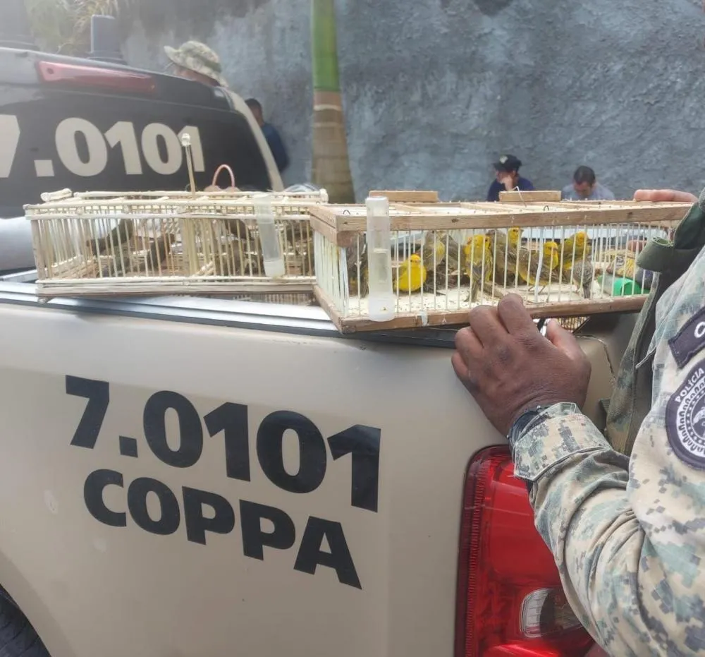 PM resgata 87 aves silvestres em Simões Filho