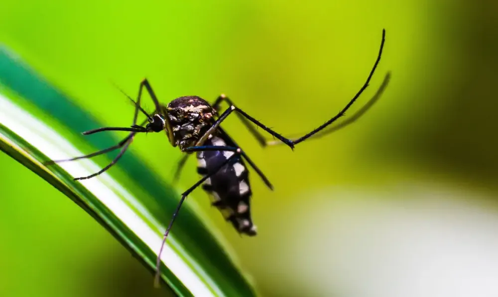  Brasil inaugura maior biofábrica do mundo de mosquitos “do bem” 