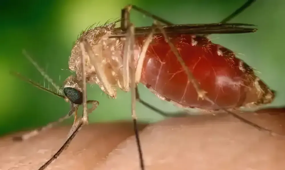 Febre oropouche se espalha pelo país com infecções confirmadas em 18 estados 
