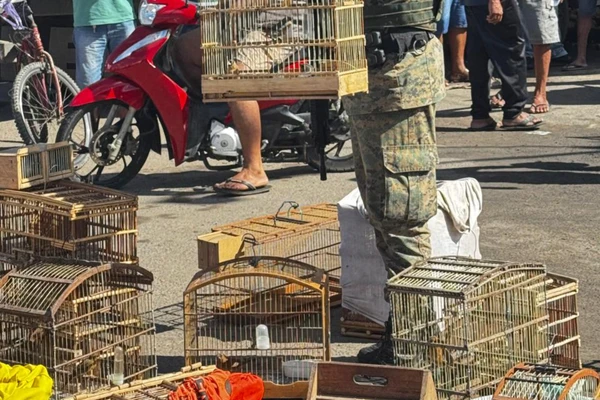 Mais de 200 aves silvestres são resgatadas em operações contra comércio ilegal na Bahia