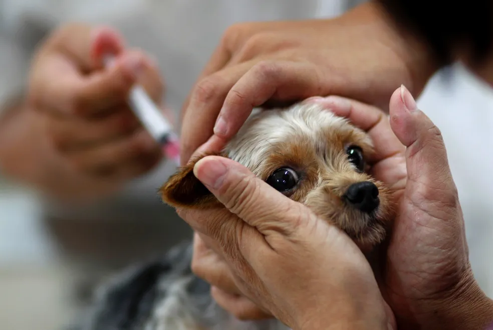 Mata de São João inicia campanha de vacinação antirrábica para cães e gatos
