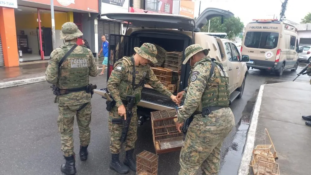 Polícia ambiental apreende mais de 30 aves silvestres em Dias d’Ávila