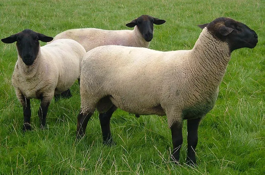 Ministério da Agricultura recolhe vacinas após morte de quase 200 animais