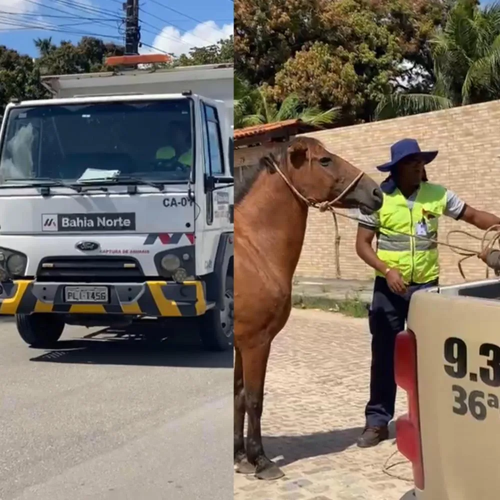 Prefeitura e Concessionária iniciam apreensão de animais soltos; Câmara discute punição a proprietários