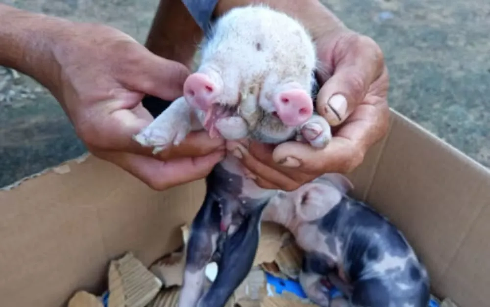 Porco nasce com dois focinhos na zona rural de Feira de Santana