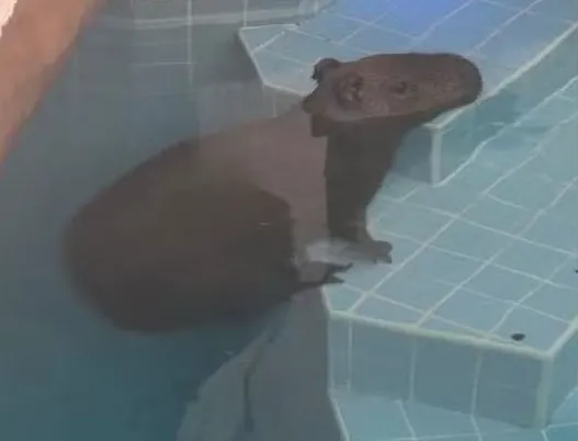 Capivara é encontrada dentro de piscina em Guarajuba