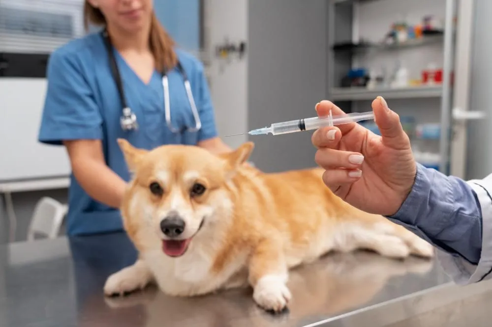 Seu pet está protegido? Falta de vacinação em cães e gatos abre portas para doenças em animais e humanos