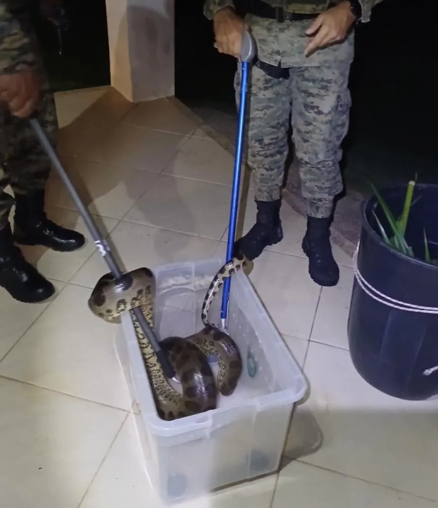 Polícia Militar captura sucuri de 2 metros em área residencial