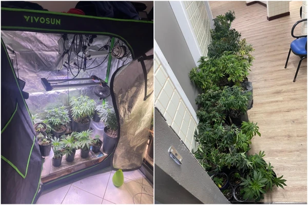 Polícia encontra estufas de maconha em apartamento no Rio Vermelho e prende morador