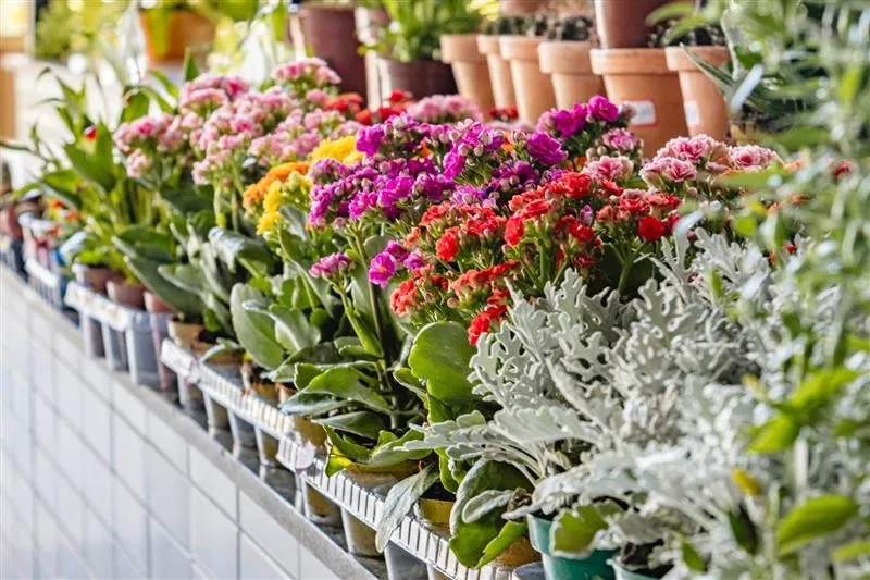 Mercado Municipal realiza ação especial da Primavera