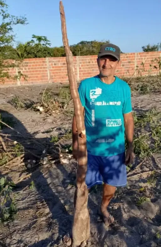 Agricultor colhe mandioca de cerca de dois metros no interior da Bahia