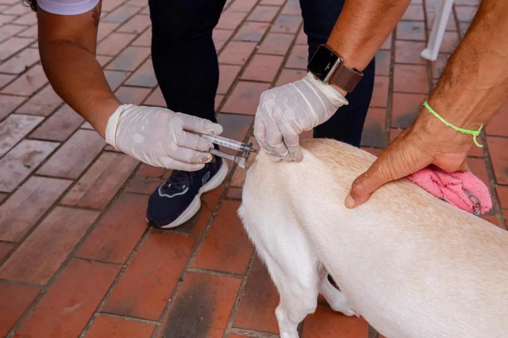 Prefeitura dá continuidade à Campanha de Vacinação Antirrábica para cães e gatos