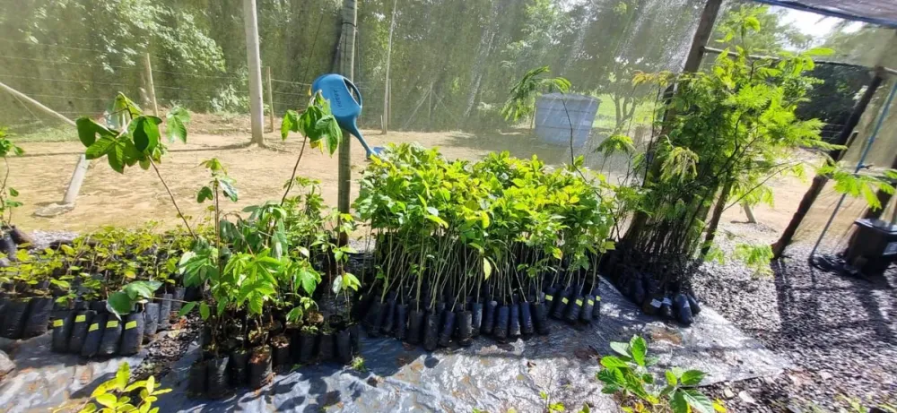 Desafio Latitude 12 realiza doação de mil mudas de árvores nativas na Reserva Sapiranga