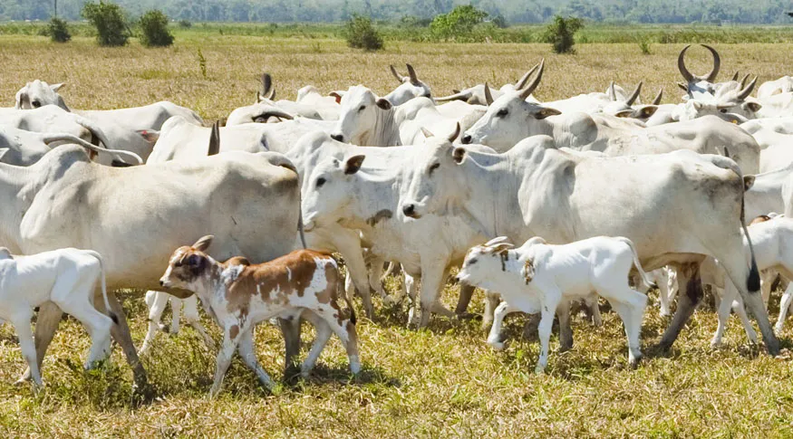 Mata de São João e região impulsionam recordes de rebanho bovino e produção de ovos na Bahia