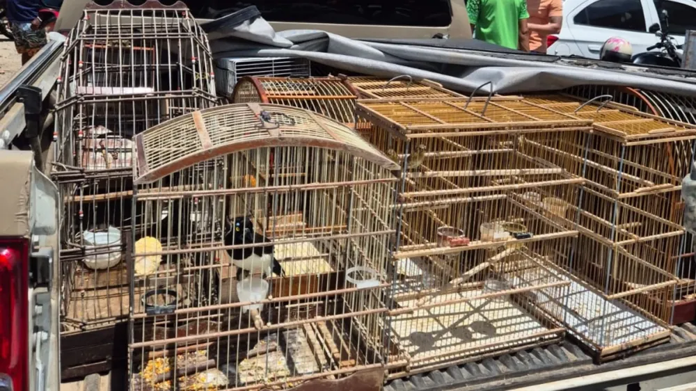 Operação resgata mais de 100 aves silvestres em Dias d’Ávila e Camaçari