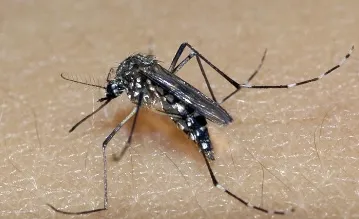 Dia D de combate ao Aedes aegypti ocorre neste sábado em todo o país