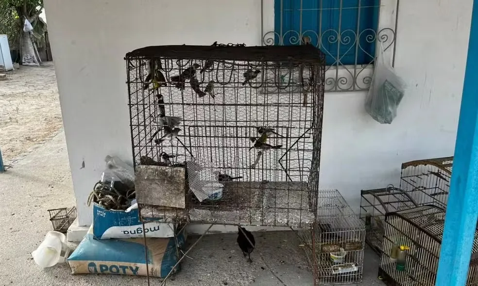 MP-BA denuncia mais de 20 integrantes da maior rede de tráfico de animais silvestres do país