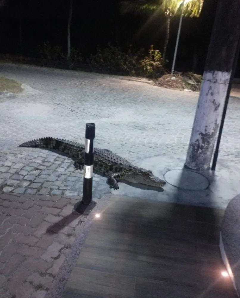 Foto de jacaré em via pública viraliza em Praia do Forte, mas Guarda Municipal desmente ocorrência