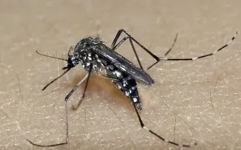 Vacina contra a dengue do Butantan pode beneficiar saúde global