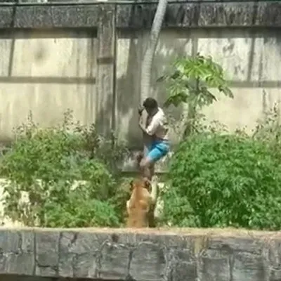 Homem invade jaula em zoológico e acaba morto por leoa em João Pessoa