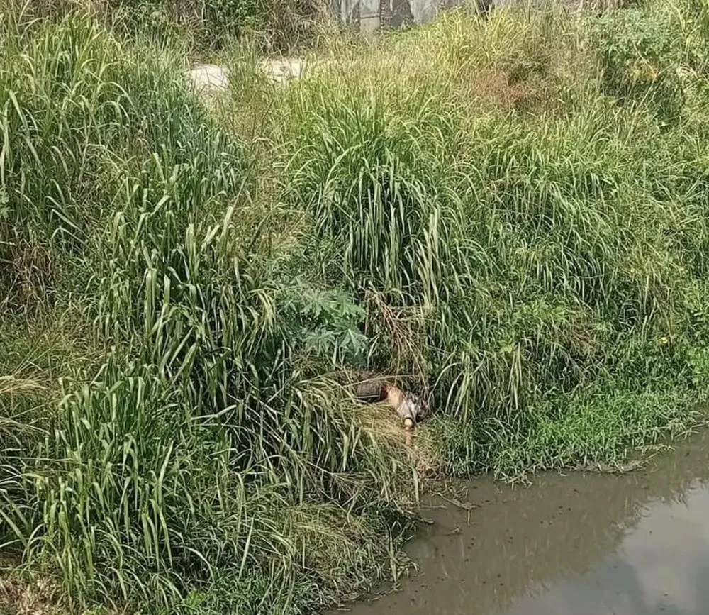 Corpo é encontrado em córrego entre os bairros da Bomba e Nova Vitória