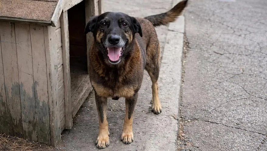 Congresso articula penas de até 16 anos para maus-tratos após Caso Cão Orelha
