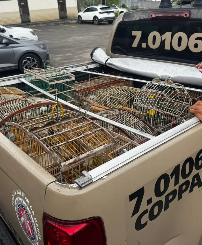 COPPA apreende 18 aves silvestres durante operação contra comércio ilegal 