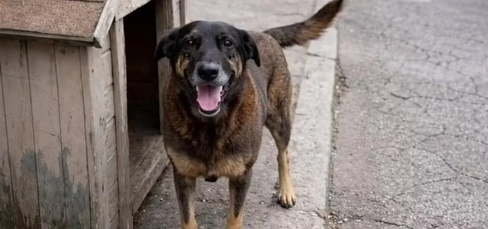 Caso Orelha: governo prepara decreto com penas mais duras para maus-tratos a animais