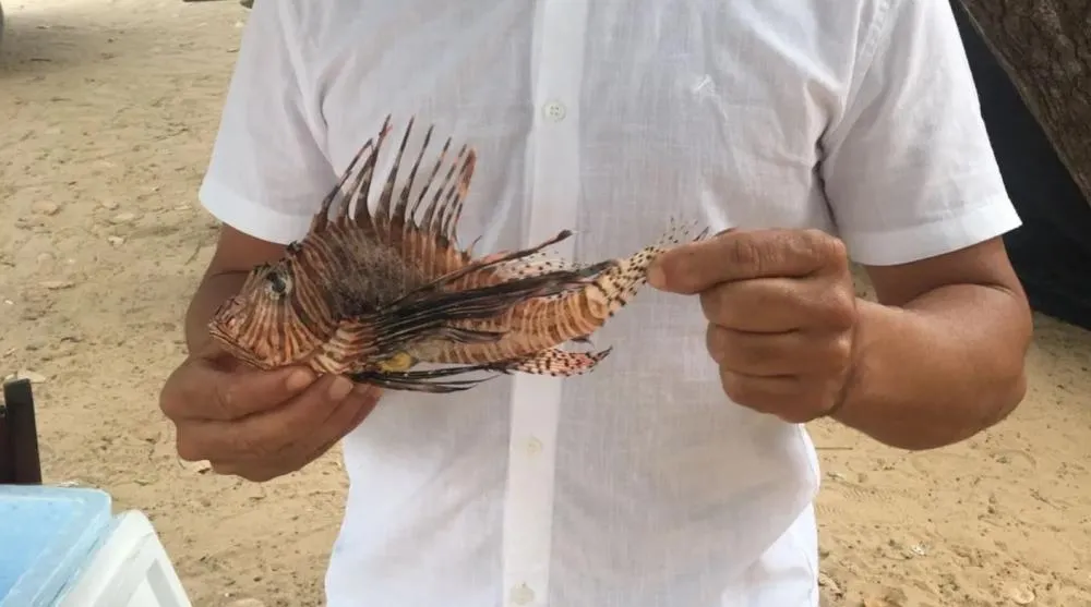 Prefeitura de Lauro de Freitas alerta banhistas sobre riscos do peixe-leão nas praias do município