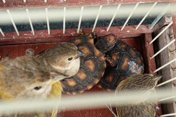 Homem é preso com 26 aves silvestres e dois jabutis mantidos em gaiolas em Simões Filho
