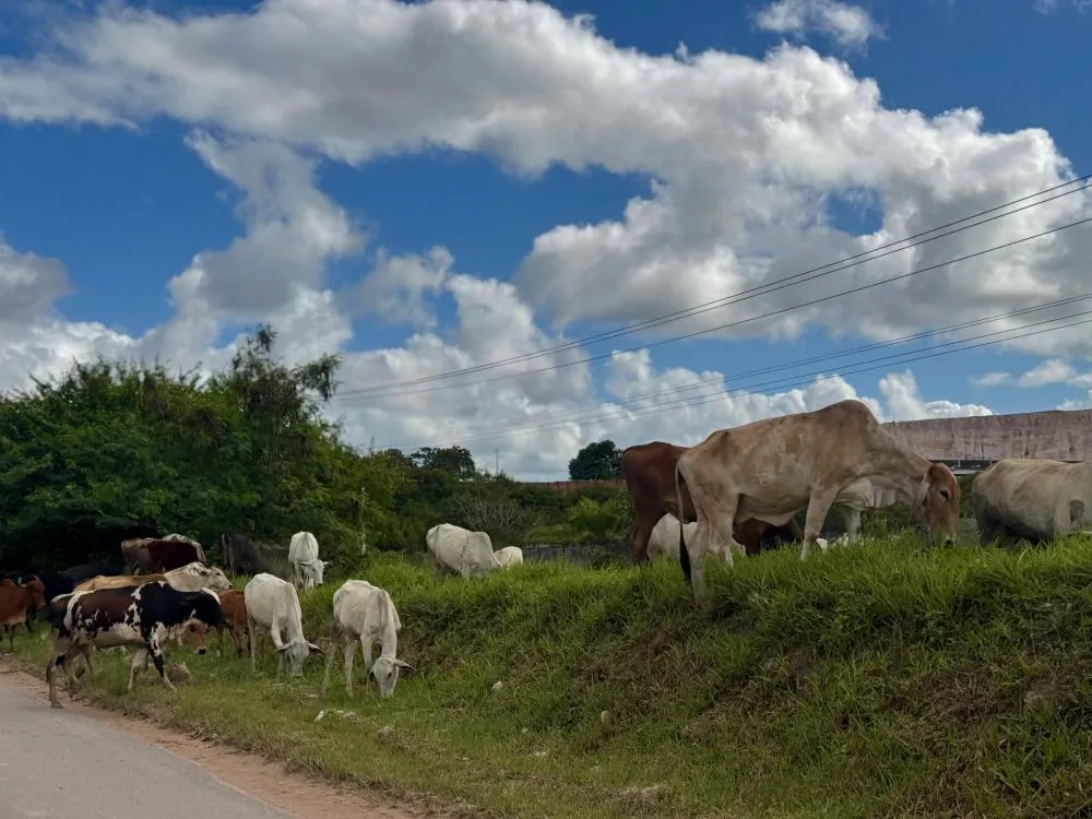 Prefeitura de Dias d’Ávila reforça fiscalização e fortalece ações de proteção animal e segurança urbana