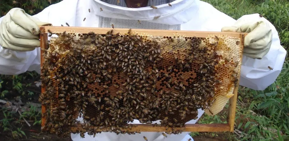 Prefeitura promove I Seminário de Apicultura e Meliponicultura no dia 17 de abril